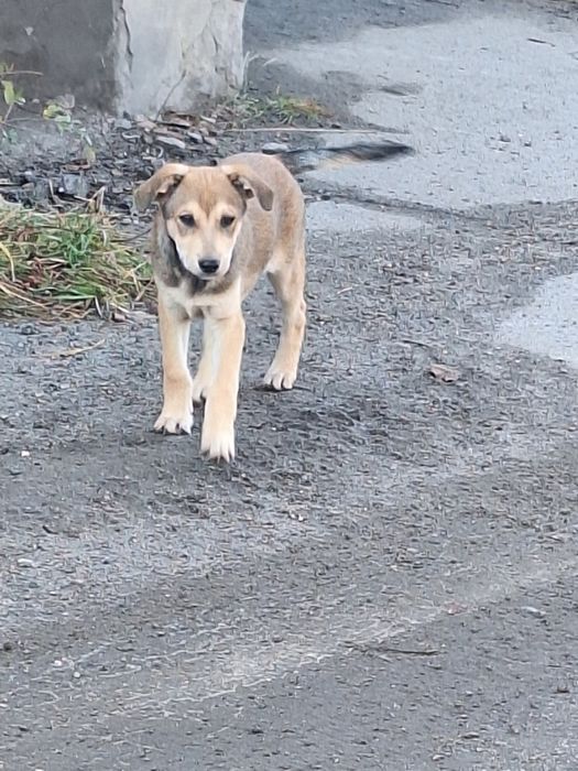 Шукають люблячі сім'ї,  маленькі цуценята.