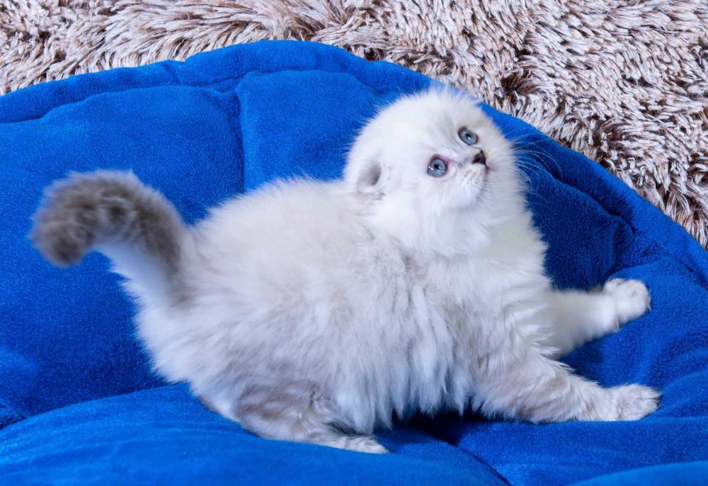 Лагідний шотландський котик