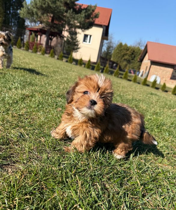 Uroczy piesek Yorkshire Terrier