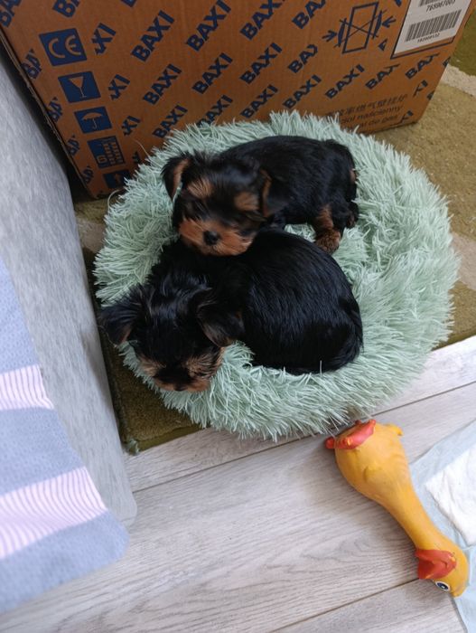 Продам дівчинку Йорк.