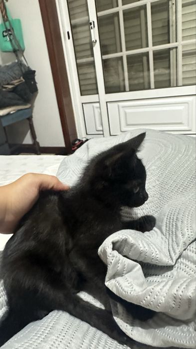 Gatinhos encontrados para doar