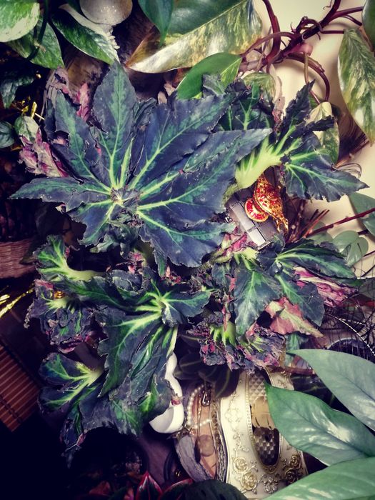 Begonia Heracleifolia Vampire Wampir monstera roślina UNIKAT