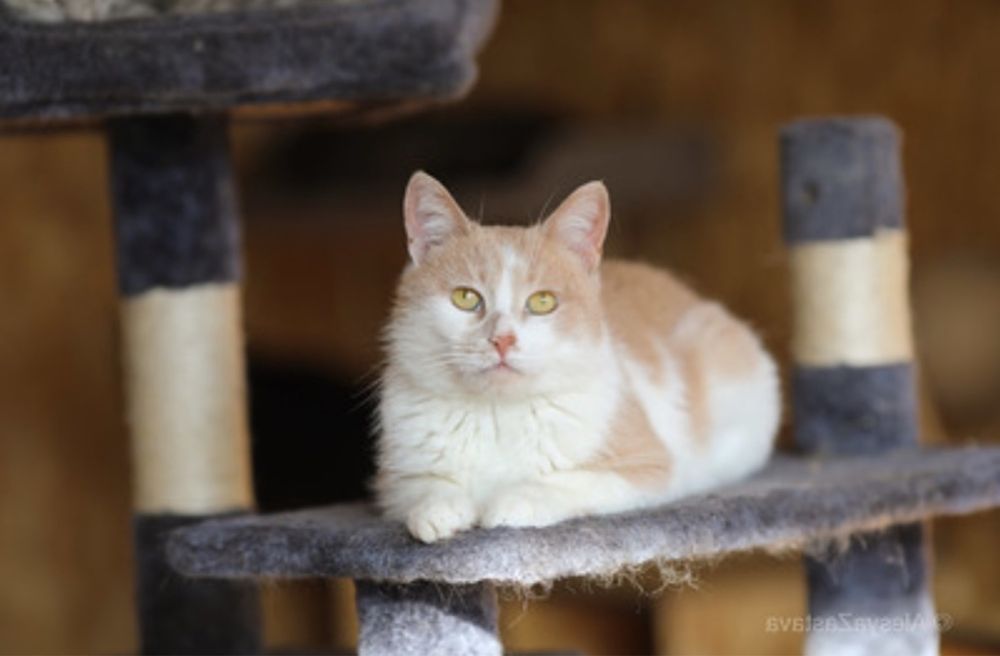 Кейси 4 года, кошка, мила кошечка