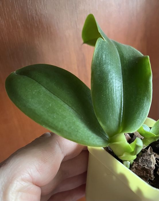 Дітки фаленопсисів, пеньок, орхідея.