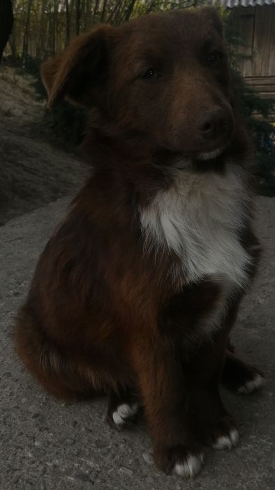 Oddam pieska za darmo