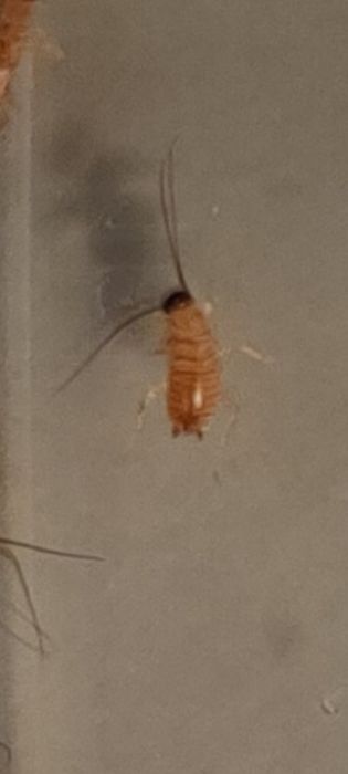 Karaczan turecki WYLĘG 2500sztuk