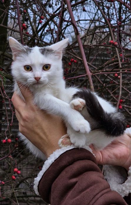 Кошенятко в добрі руки