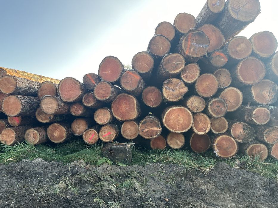 Modrzew kłoda  5,0m4,0 m transport