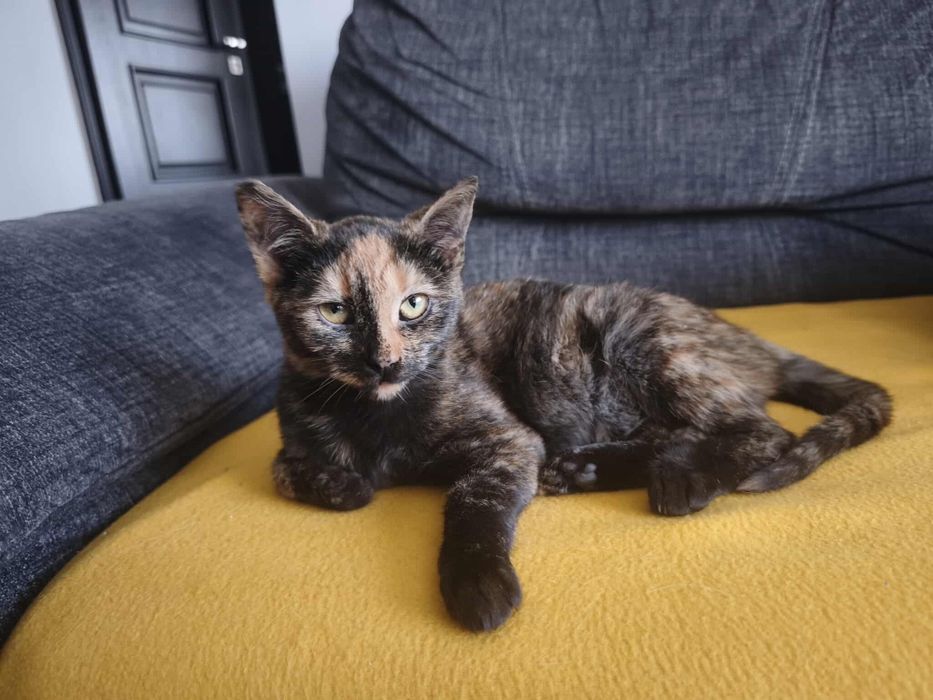 Młodziutka Grażka szuka domu