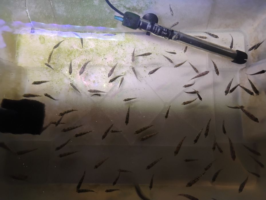 Protomelas Labrosus Thick Lip Mbenji Malawi 3-4cm