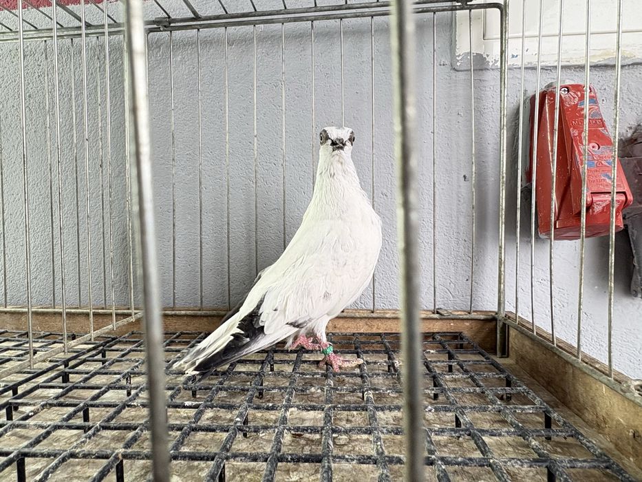 Szeki gołębie ozdobne