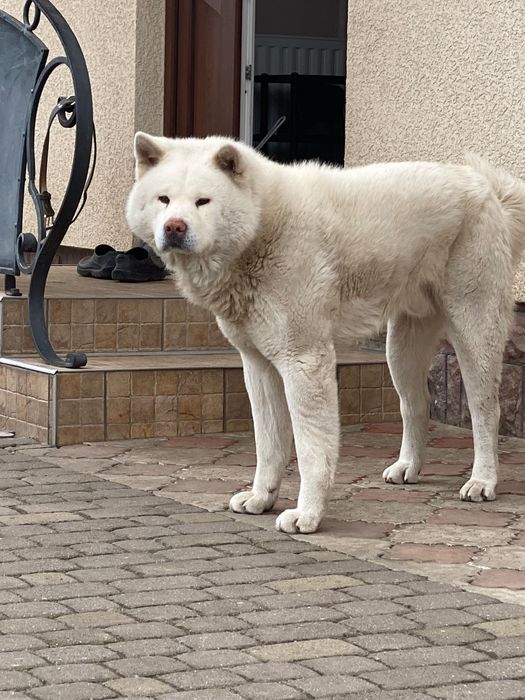 Акита для вʼязки