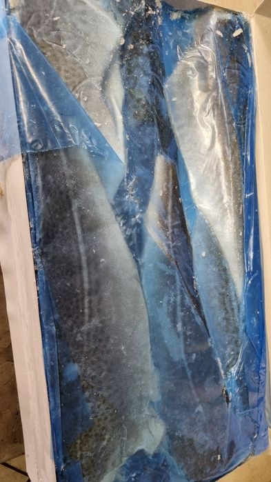 Łosoś dorsz halibut i wiele innych