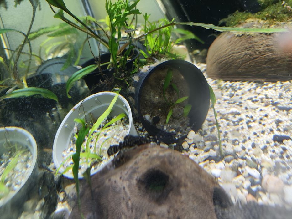 Ancistrus juvenis e adultos