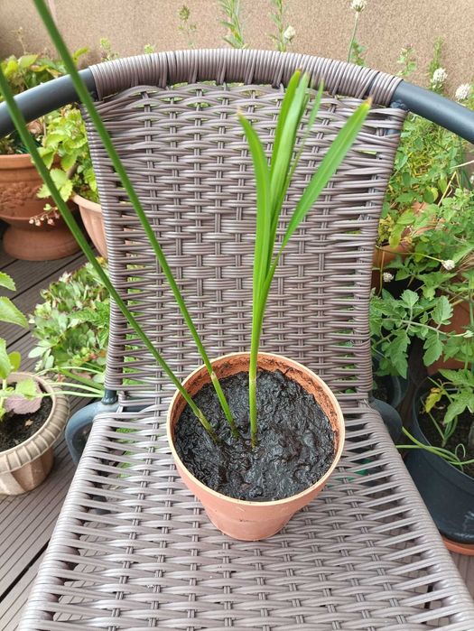Papirus Cibora ukorzeniona roślina