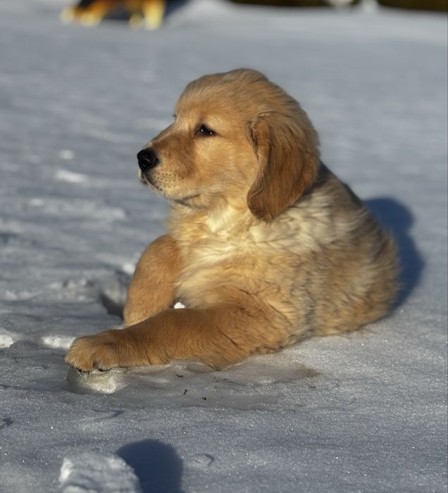 Piesek Golden Retriever