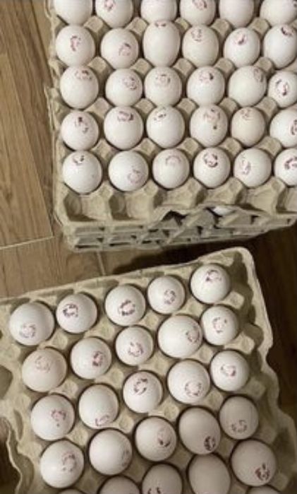 Инкубационные яйца несушка белая