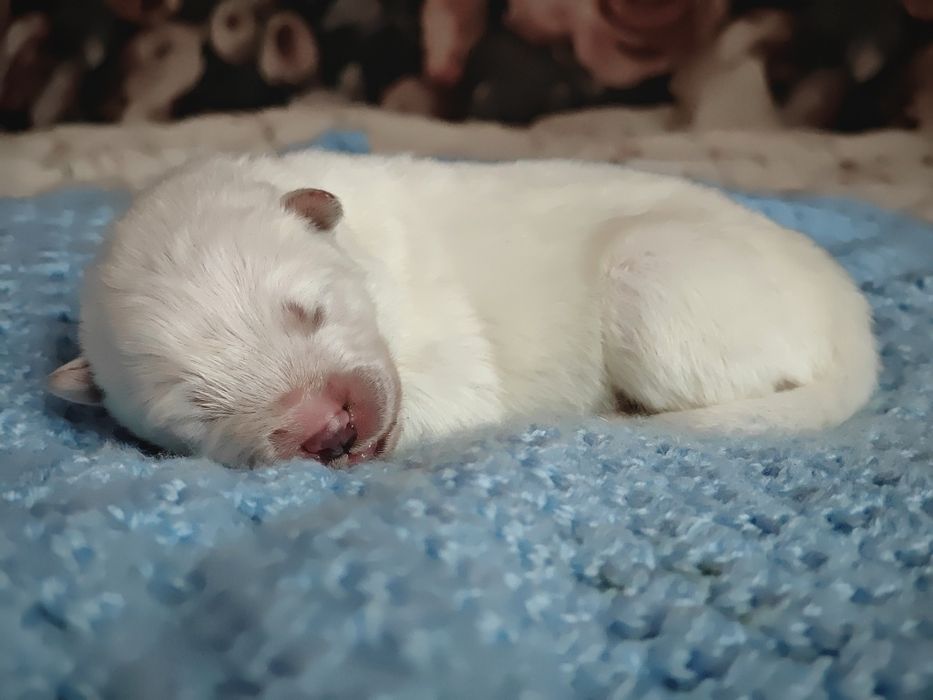 Samoyed BezoweLove FCI ZKwP