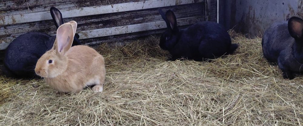 Króliki olbrzymy belgijskie