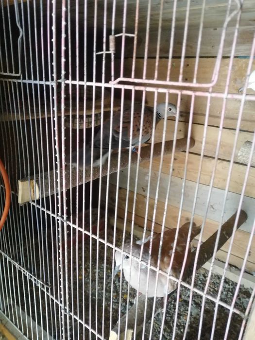 Rolas comuns especiais