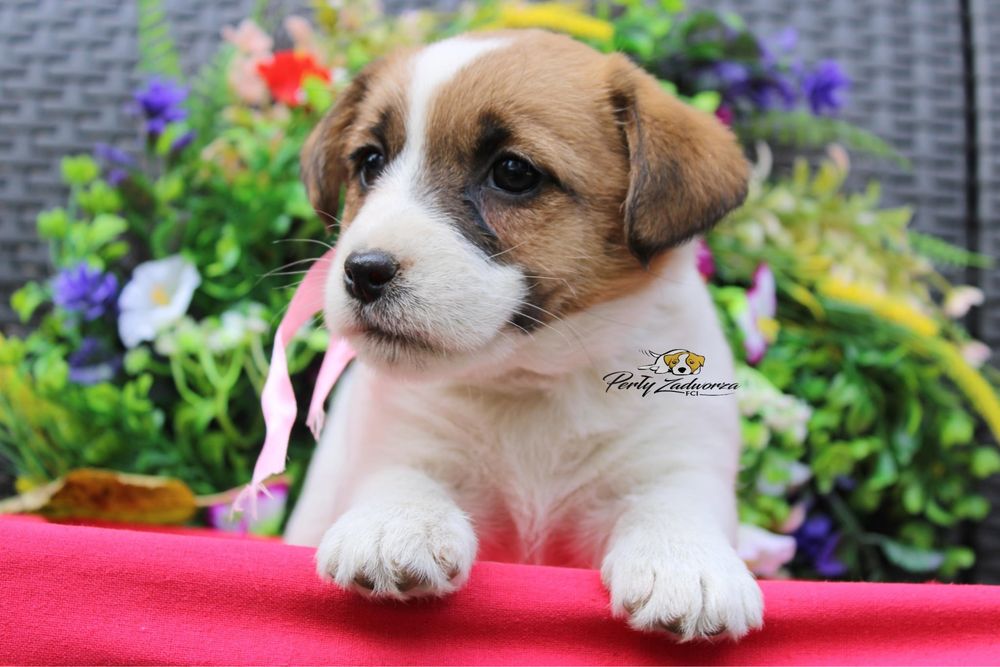 Sunia Jack Russell Terrier ZKwP FCI Gotowa do odbioru