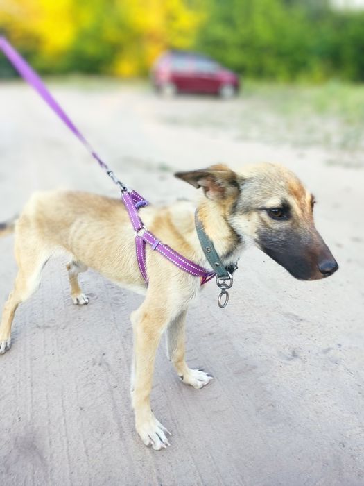 Віддам собачку у добрі руки