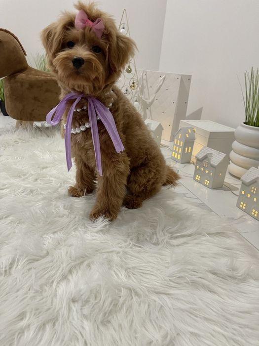 Помапу  любов без кордонів