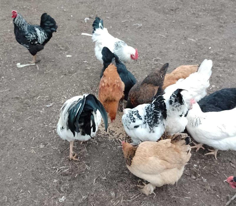 Koguty młode sprzedam