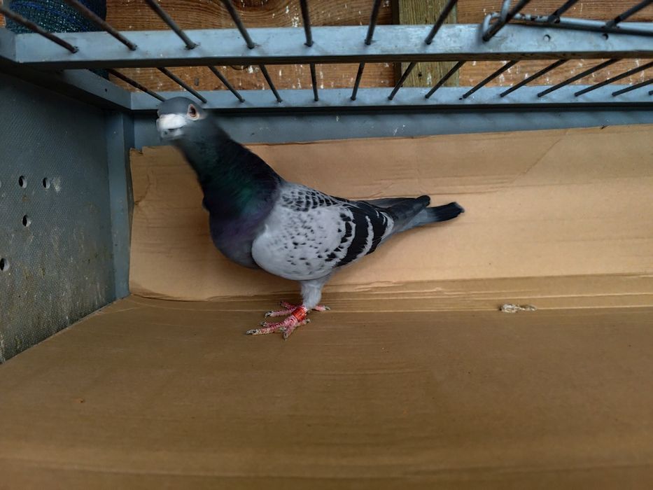 Gołębie pocztowe  oryg.Patulski i Bieryt