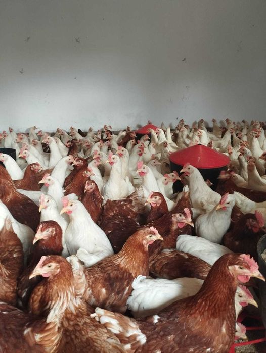 Kury nioski Rosa z wolnego wybiegu. Dominant z pierwszym jajkiem.Dowóz