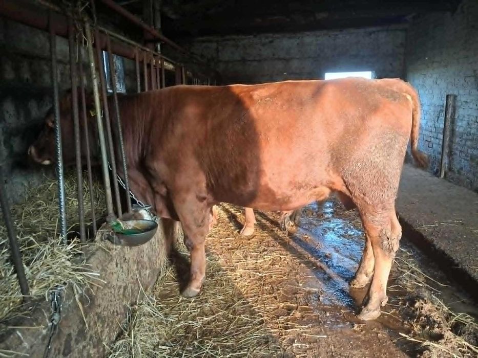 Sprzedam byczki Hereford