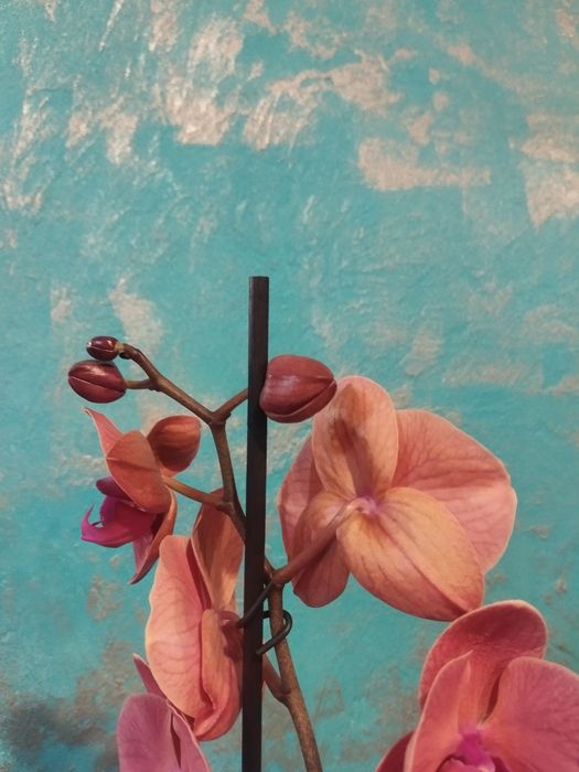 Орхідея  Азіан корал