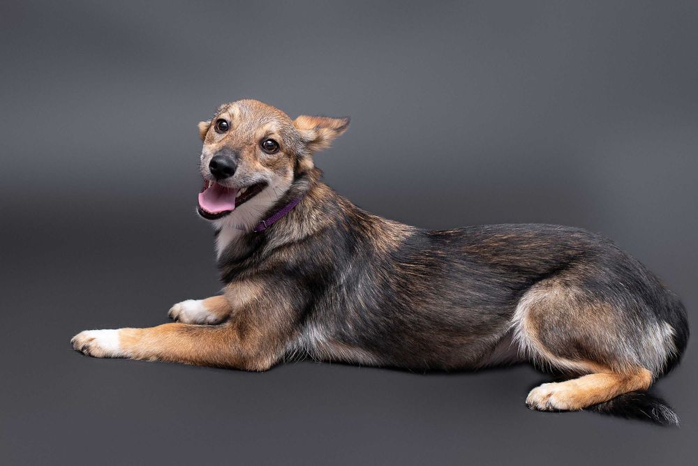 Віддам в добрі руки маленьку собачку підлітка Флабі