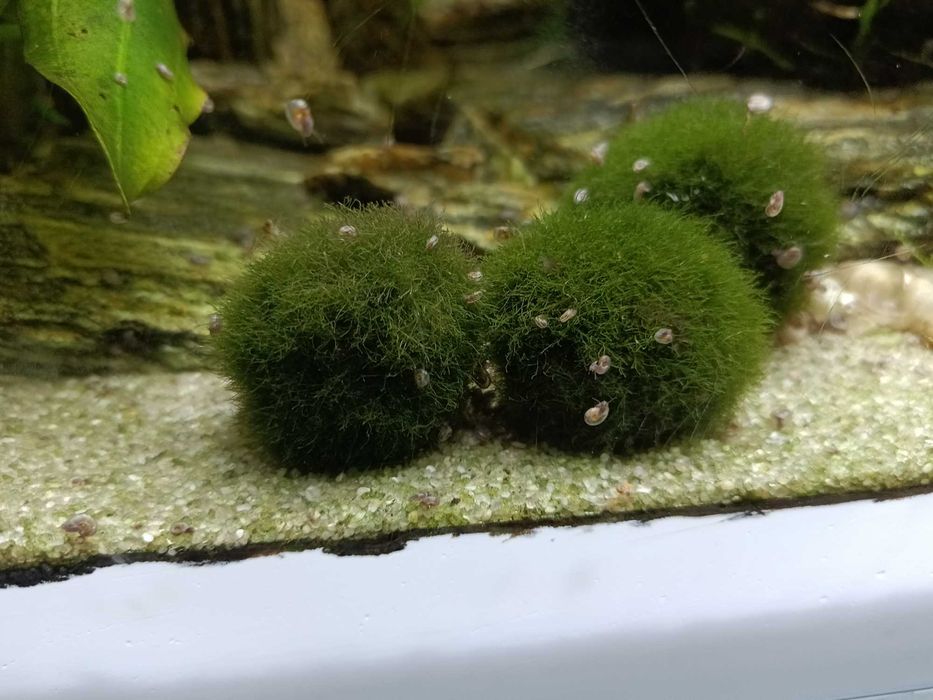 Rośliny Akwariowe i drobne zwierzątka