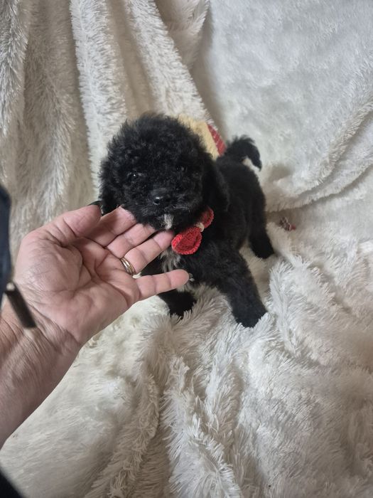Poodle/ Caniche  Macho Preto Criadora Registada PT 3088 FL