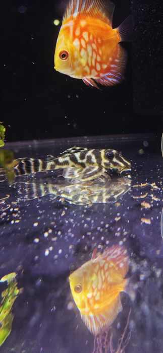 Zbrojnik Hypancistrus sp. L199 (glonojad)
