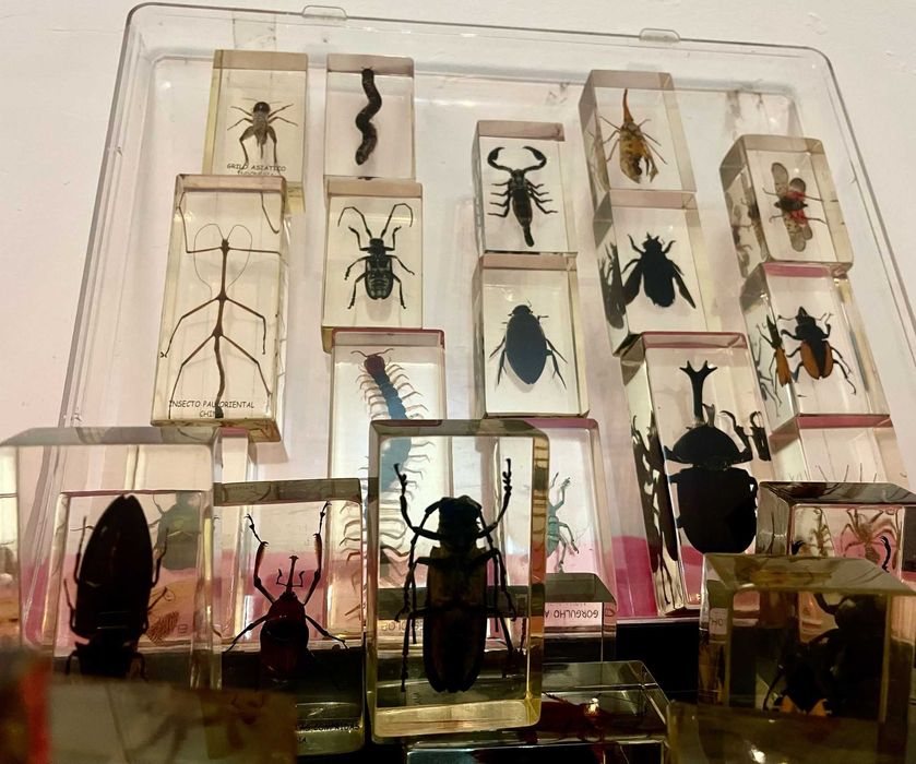 Insetos e aracnídeos em Resina para colecionar