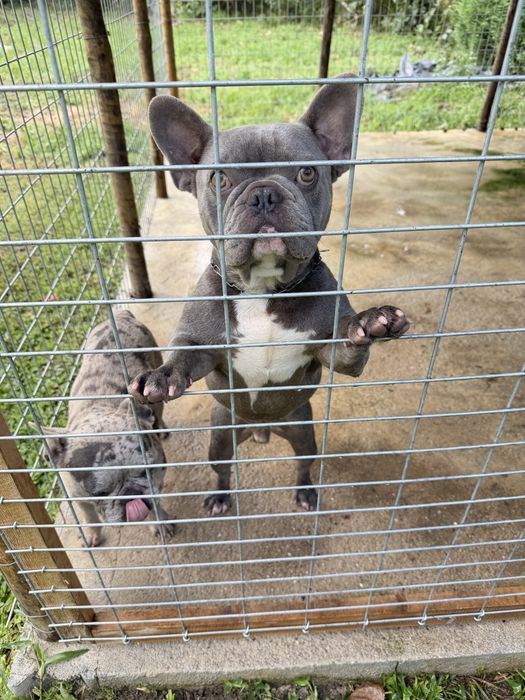 Bull dog Frances