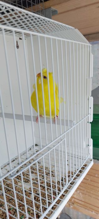 Periquitos Hagoromos