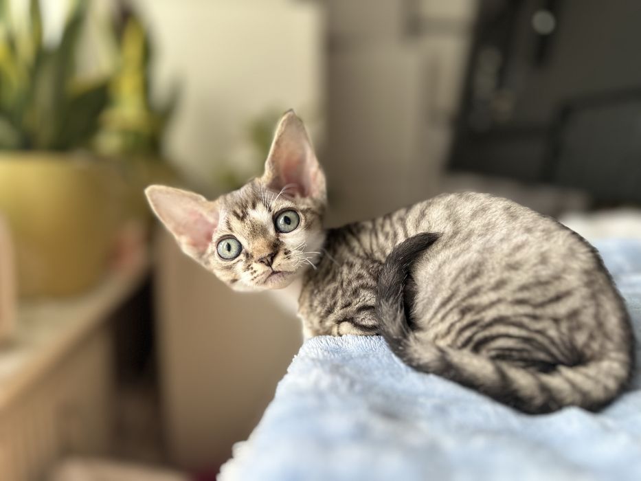 Kotka devon rex Gretta