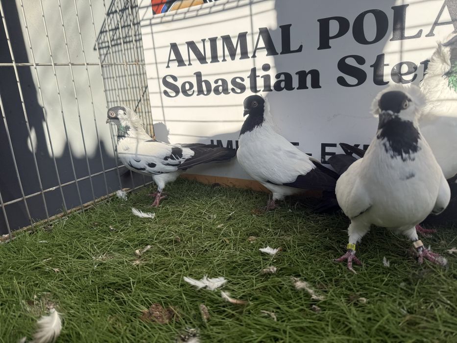 Gołębie. Zakonniki. Zakonnik. Możliwy transport