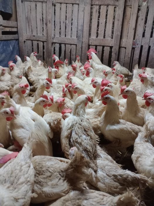 Jaja lęgowe kur Leghorn sprzedam