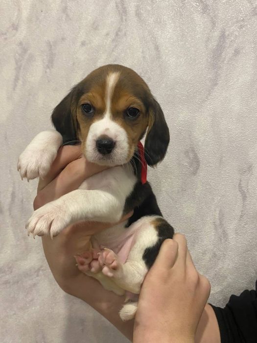 Продам цуценя породи Бігель