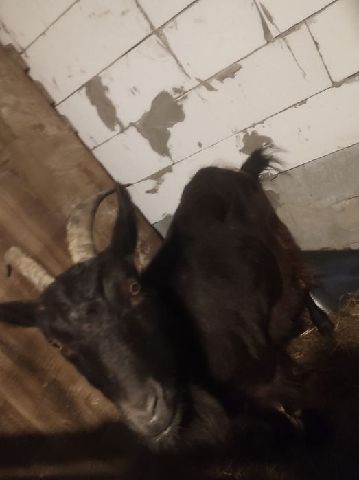 Продам кози 2 шт