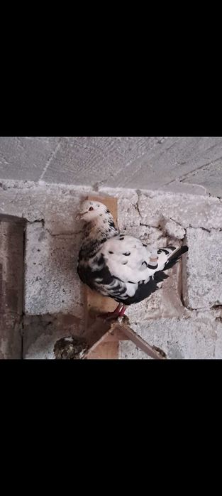Gołębie Kingi Kingi