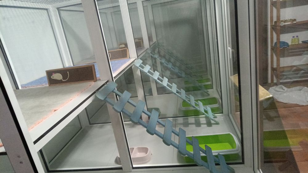 Alojamento para gatos