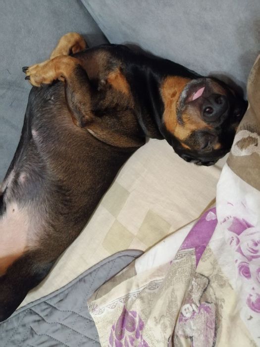 Хлопчик такса  шукає дівчинку