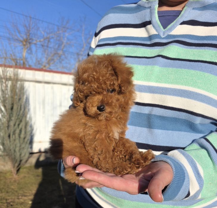 Фантастичні малюки.