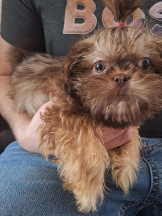 Mini dziewczynka Shih tzu Gabisia/ domowa hodowla