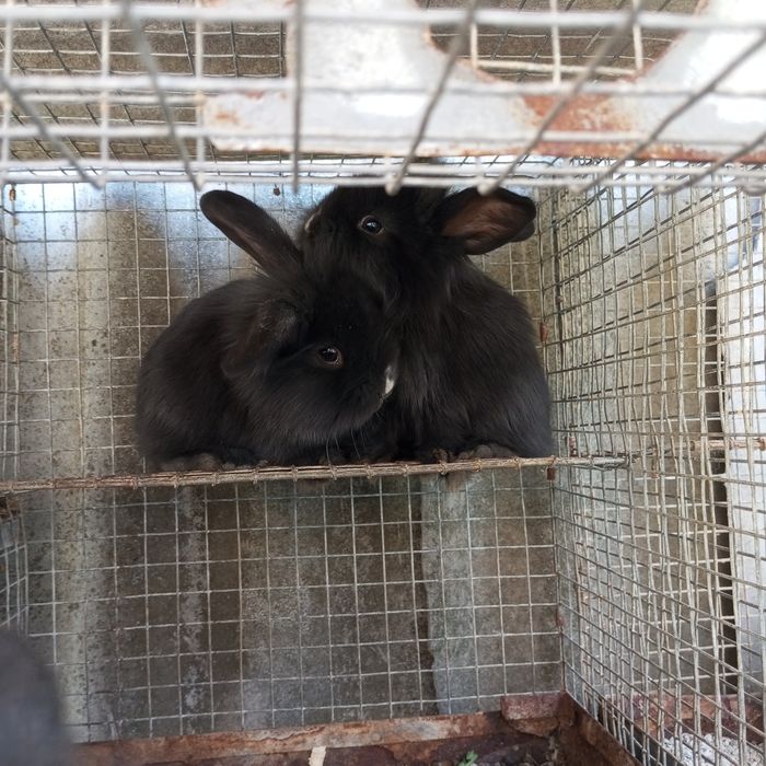 Декоративні кролики